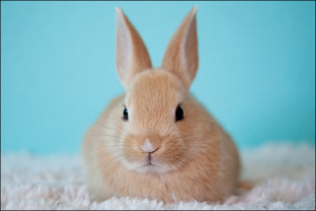 �Z�t���ɂȂ�₷�������̓����I�X���𗝉����Ċm���ɃZ�t�����Q�b�g